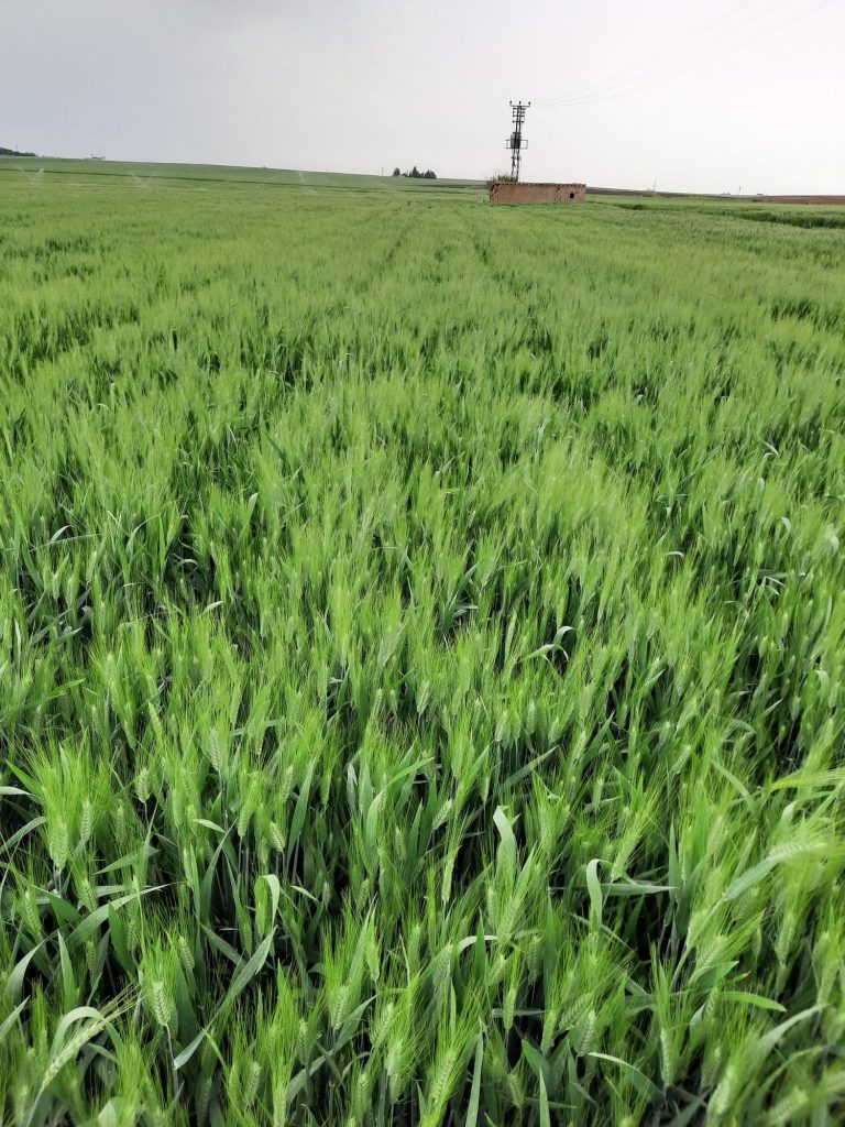 kalaylioglu-ziraat-foto-galeri-bizden-goruntuler (12)