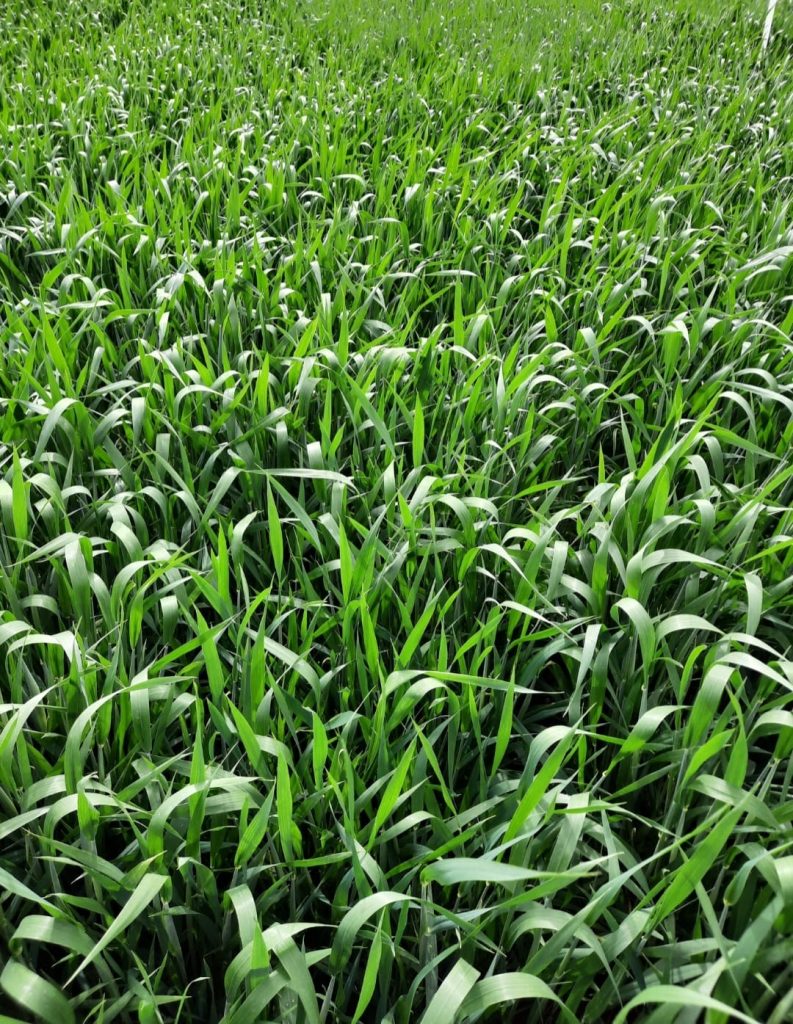 kalaylioglu-ziraat-foto-galeri-bizden-goruntuler (14)