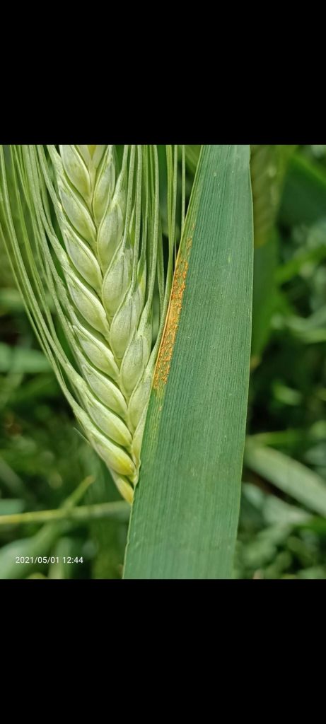 kalaylioglu-ziraat-foto-galeri-bizden-goruntuler (23)