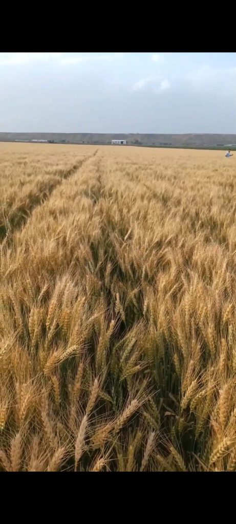 kalaylioglu-ziraat-foto-galeri-bizden-goruntuler (26)