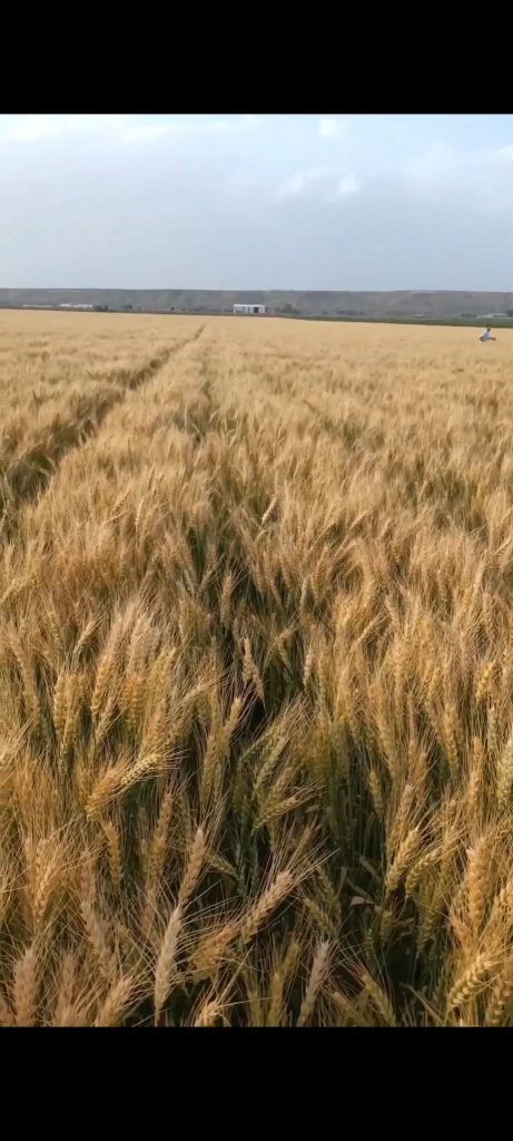 kalaylioglu-ziraat-foto-galeri-bizden-goruntuler (27)