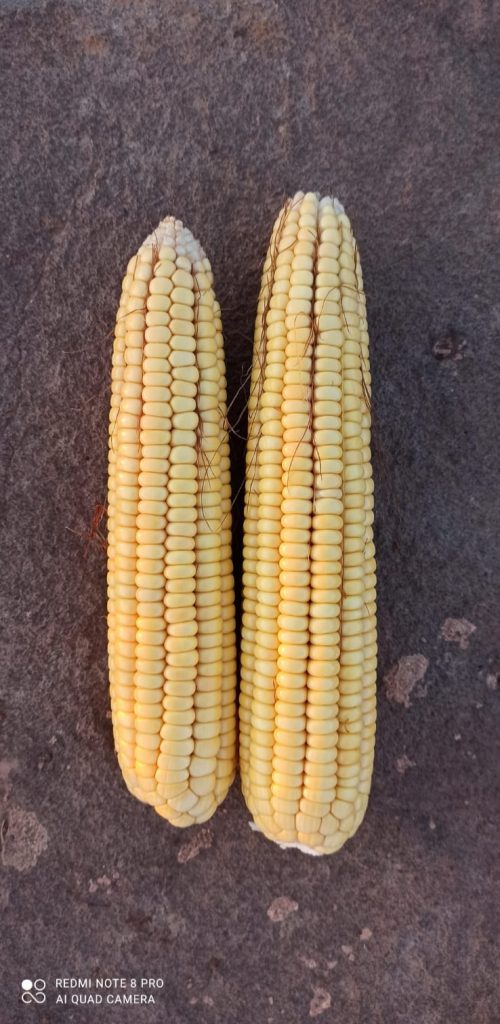 kalaylioglu-ziraat-foto-galeri-bizden-goruntuler (3)