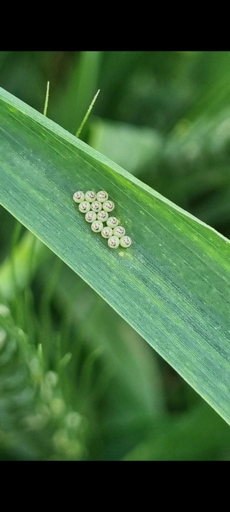 kalaylioglu-ziraat-foto-galeri-bizden-goruntuler (37)