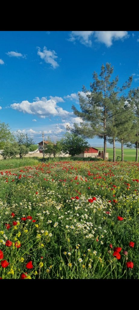 kalaylioglu-ziraat-foto-galeri-bizden-goruntuler (40)