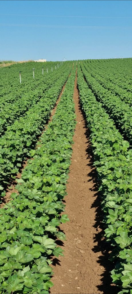 kalaylioglu-ziraat-foto-galeri-bizden-goruntuler (60)