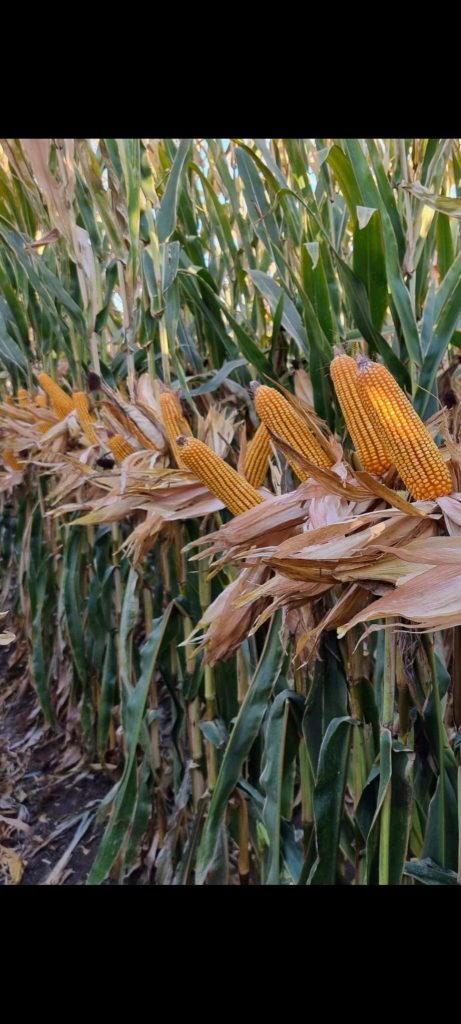 kalaylioglu-ziraat-foto-galeri-bizden-goruntuler (62)