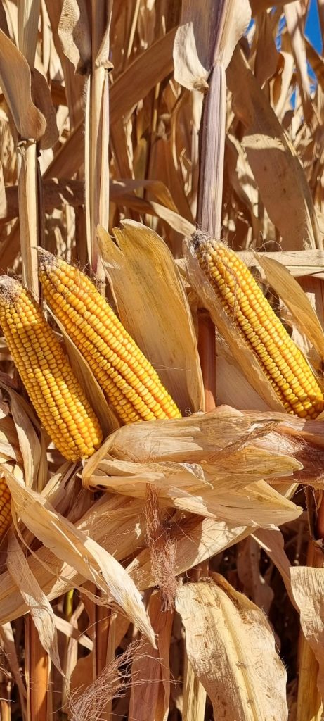 kalaylioglu-ziraat-foto-galeri-bizden-goruntuler (65)