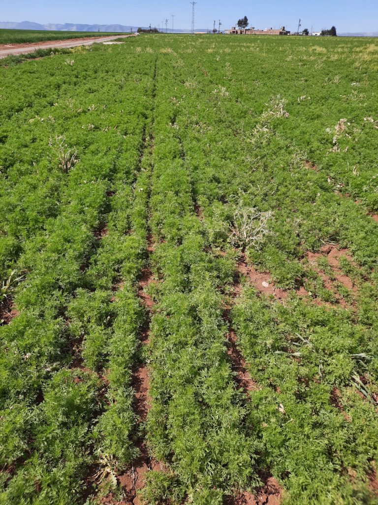 kalaylioglu-ziraat-foto-galeri-bizden-goruntuler (9)