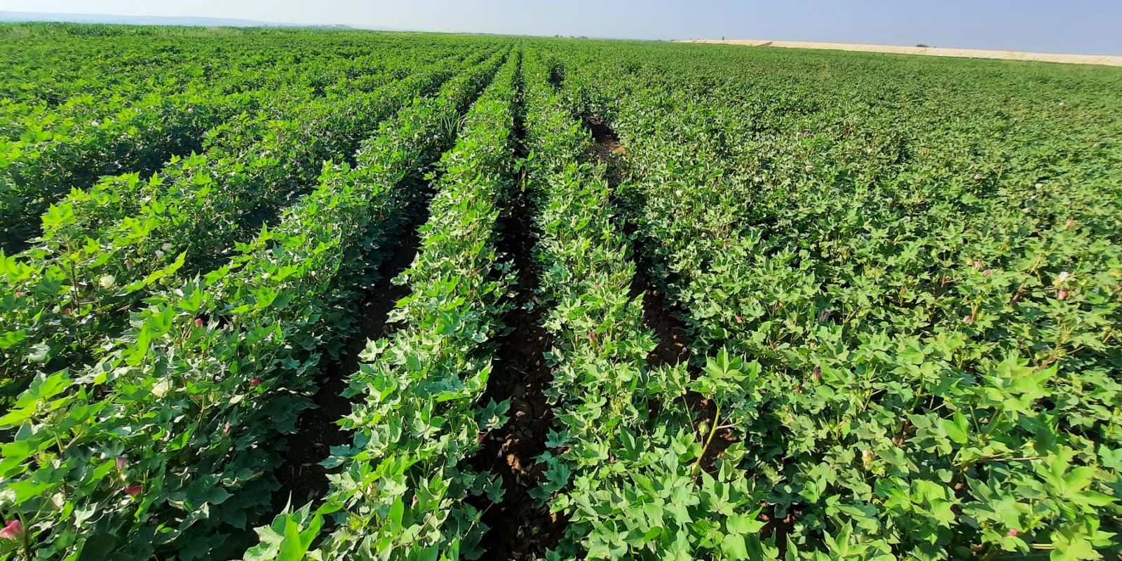 kalaylioglu-ziraat-slayt-1