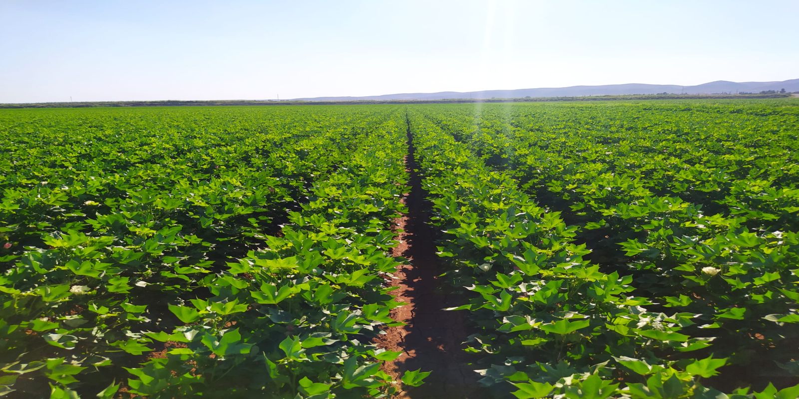 kalaylioglu-ziraat-slayt8